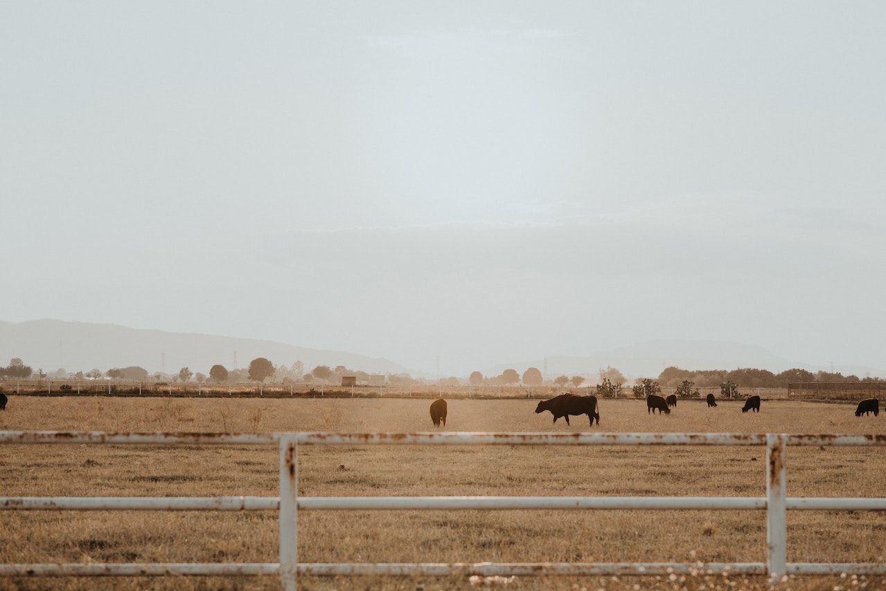 cattle grazing in a sparse, dry landscape