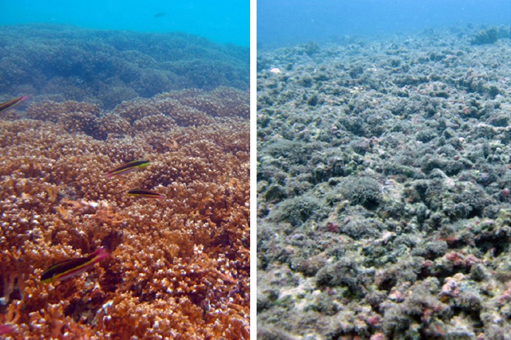 healthy, colorful coral compared to bleached coral