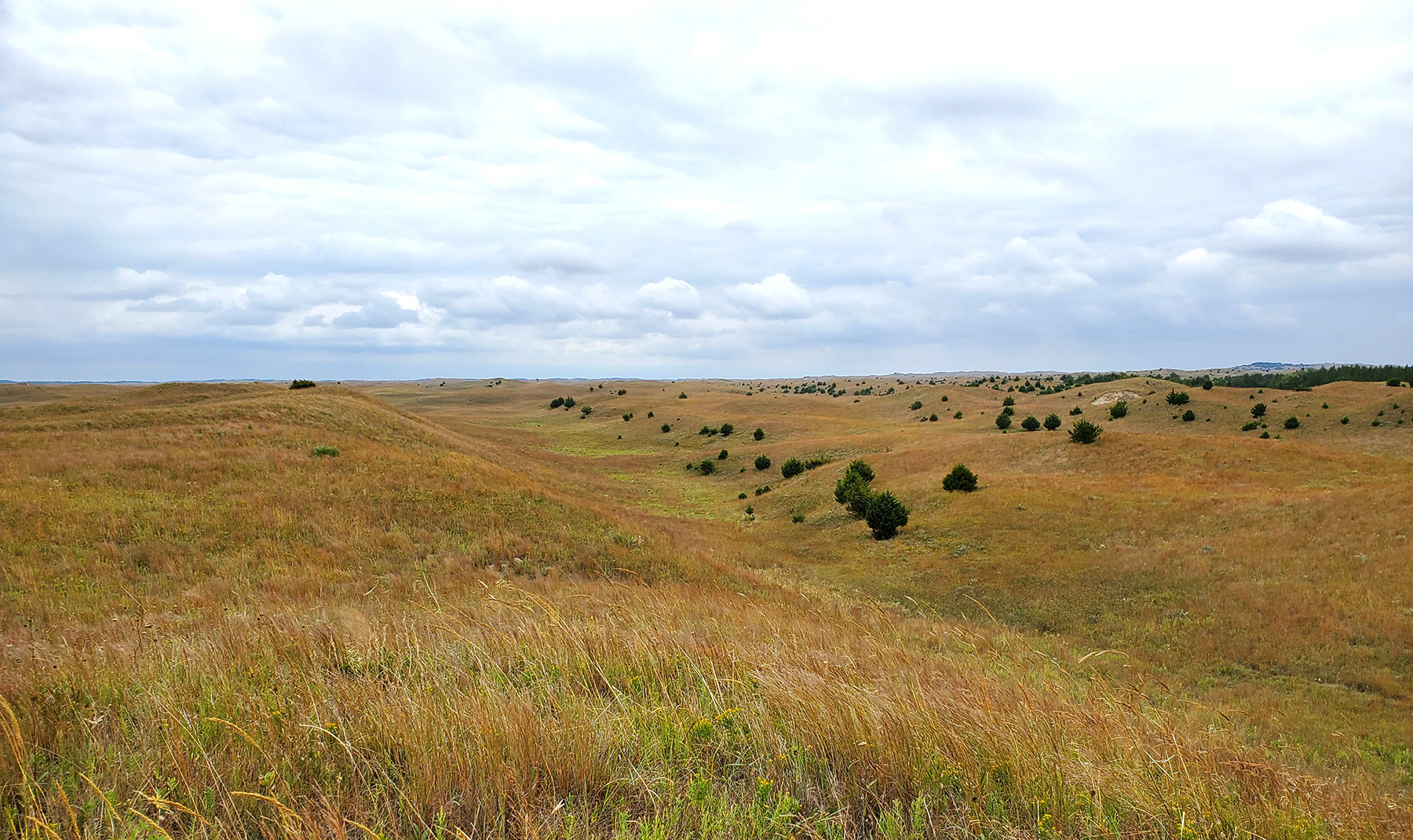 Eastern Red Cedar invasion in the Great Plains