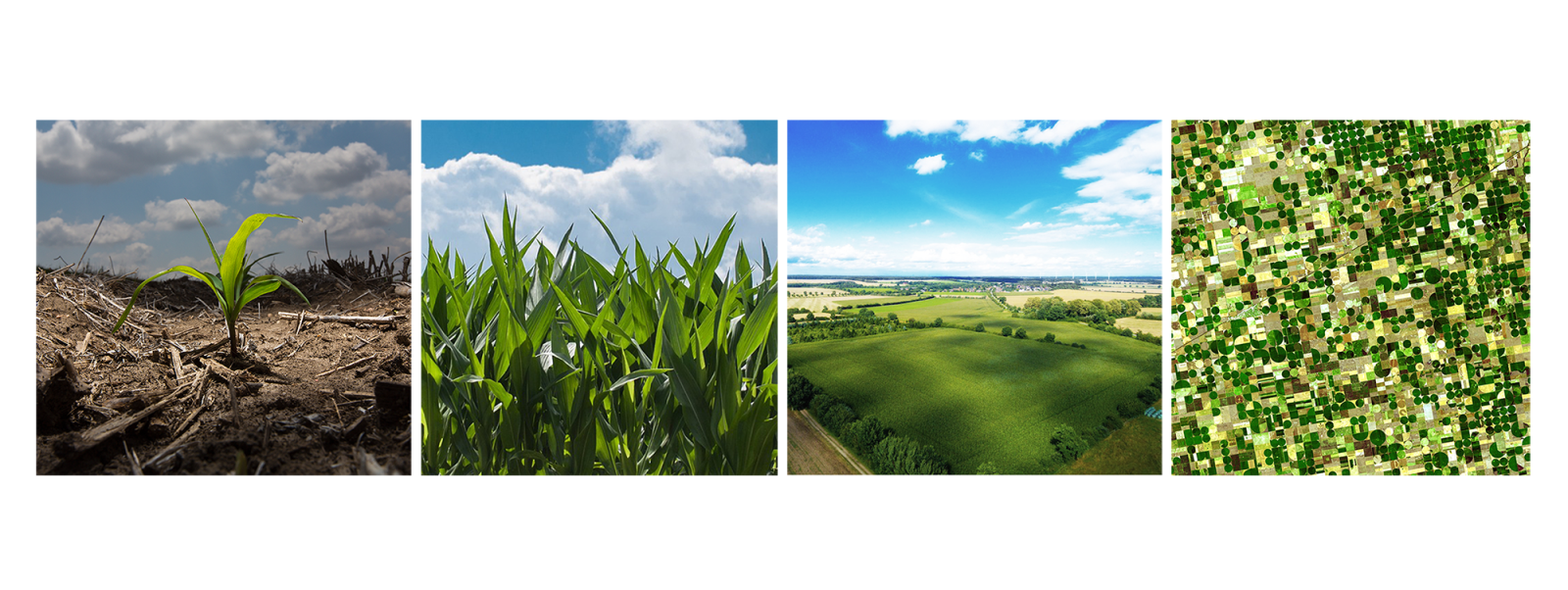 series of photos displaying scale: from plant, to field, to a group of fields, to an agricultural landscape
